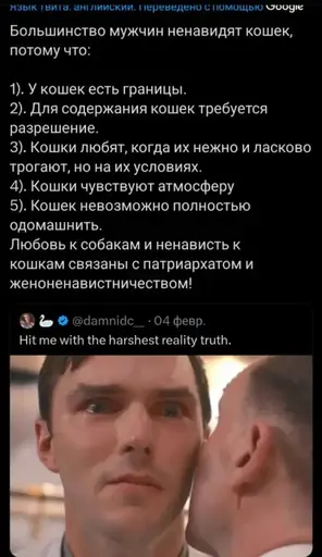Кошки и патриархат colonelcassad